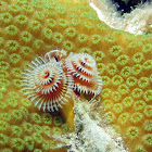 Christmas Tree Feather Worm