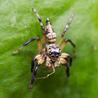 Wasp Mimicking Spider (female)