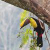 Chestnut-mandibled toucan