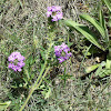 Purple Verbena