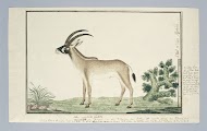Hippotragus equinus (Roan antelope)
