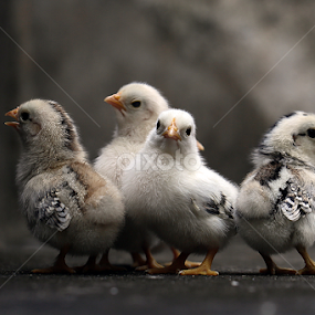 by Sirajuddin Halim - Animals Other