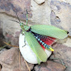 Green Milkweed Locust or African Bush Grasshopper