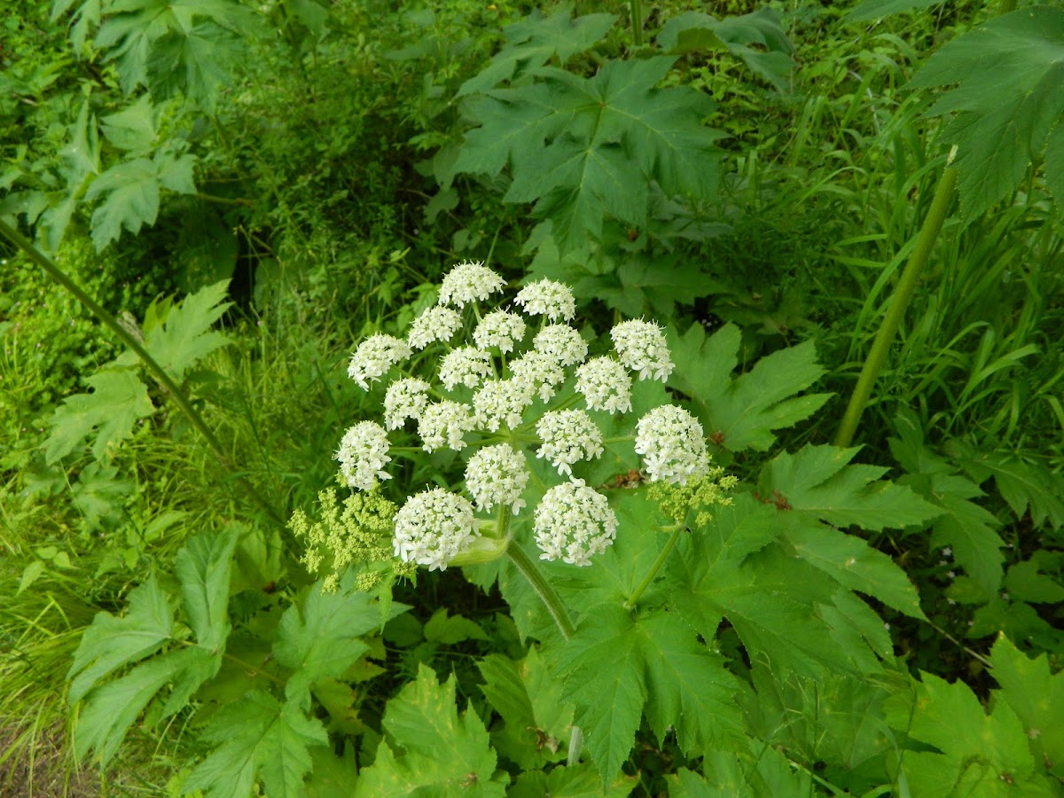 Cow Parsnip