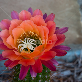 Nocturnal Cactus Bloom by Robert Marquis - Flowers Flowers in the Wild