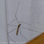Malayan/Oriental Cranefly