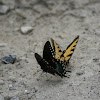 Butterfly Standoff
