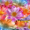 Colorful Lotus logo