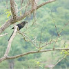Black bird with large peak