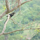 Black bird with large peak
