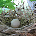 Mourning Dove Nest and Egg