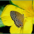 Caerulean Butterfly