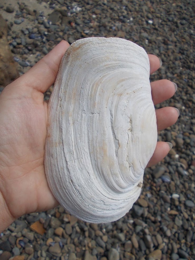 Deep water NZ geoduck | Project Noah