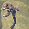 Indian Common Toad