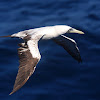 Masked Booby