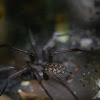 dustbunny spider, grosse Winkelspinne