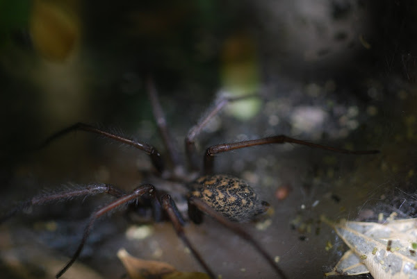 dustbunny spider, grosse Winkelspinne | Project Noah