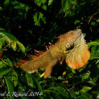 Green iguana (breeding males)