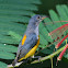 Orange bellied Flowerpecker - Male