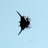 Kite Spider