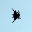 Kite Spider