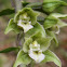 Broad-leaved Helleborine orchid