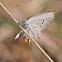 Tailed Meadow Blue