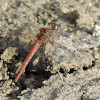 Variegated Meadowhawk Dragonfly (male)