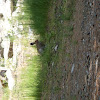 Black-tailed JackRabbit