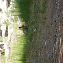 Black-tailed JackRabbit