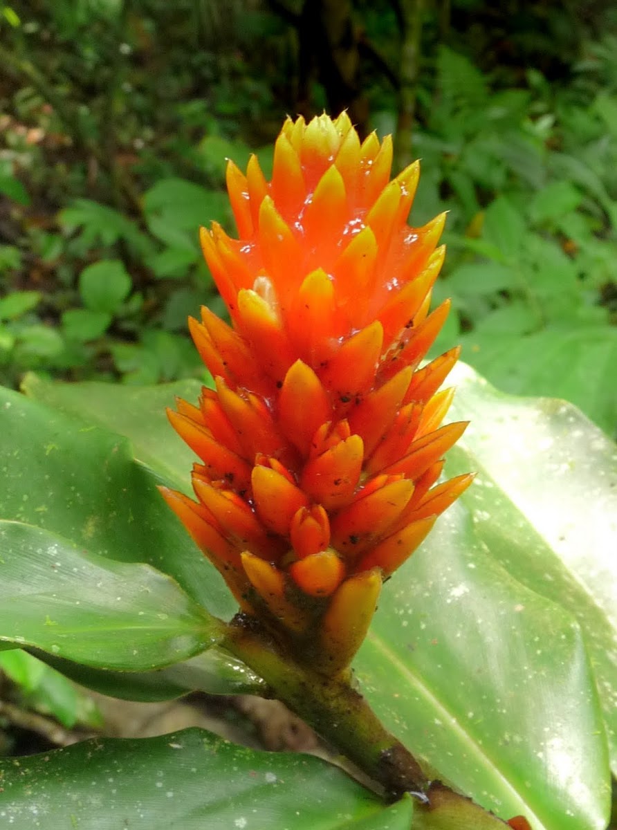 Orange Ginger flower