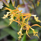 Orquídea  híbrida