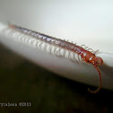 Centipede