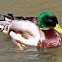 Mallard Duck