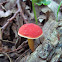 Boletus campestris