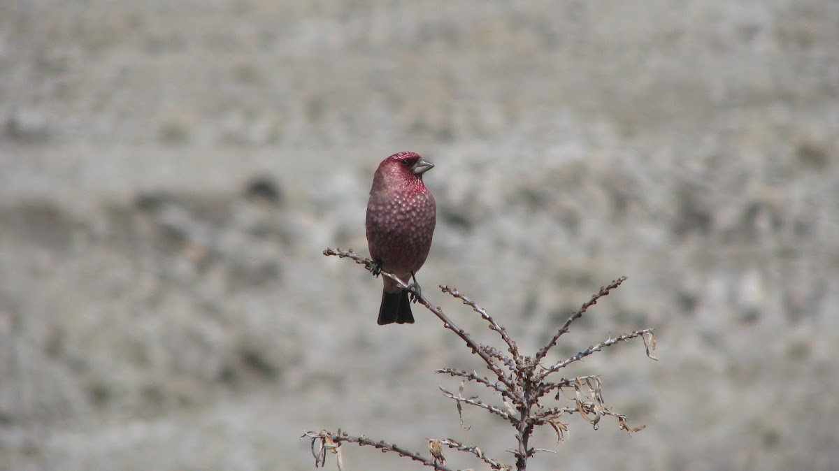 Spotted Great Rosefinch