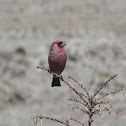 Spotted Great Rosefinch