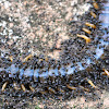 Giant Centipede