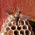 Paper wasp species
