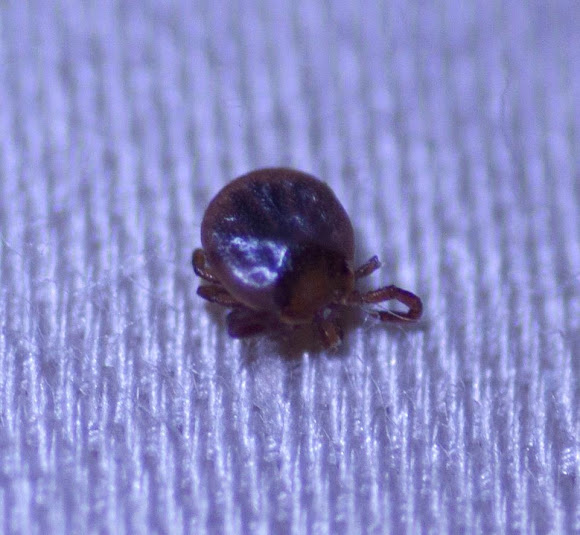 Chigger Project Noah