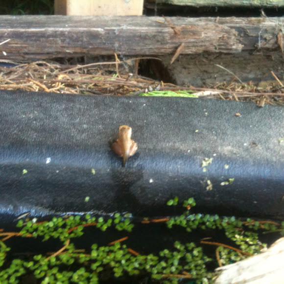 Southern Brown Tree Frog Project Noah