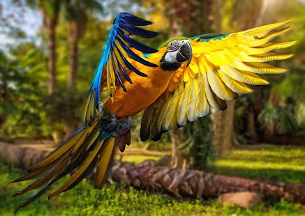 Parrot Wallpaper Screenshots 1