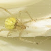 Goldenrod Crab Spider