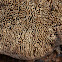 Maze Gill Fungus
