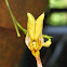 Orquídea Scaphosepalum clavellatum