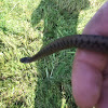 Brownsnake (aka DeKay's snake)