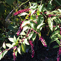 American Pokeweed