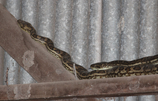Carpet Python | Project Noah