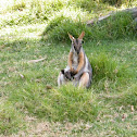 yellow-footed rock wallaby
