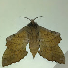 Walnut Sphinx Moth